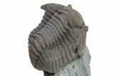 Long Flexicalymene Meeki Trilobite - Monroe, Ohio #224895-4